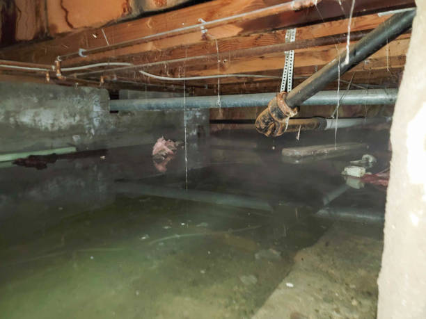 Best Flood restoration services  in Massanutten, VA