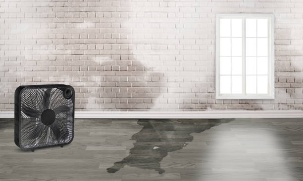Best Water damage restoration near me  in Massanutten, VA